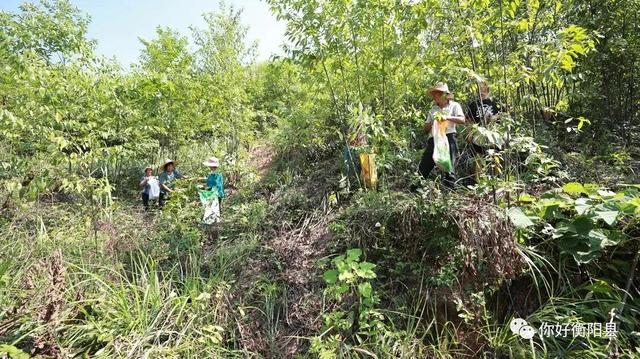 荒山上种山胡椒，衡阳县一偏远山村年入百万