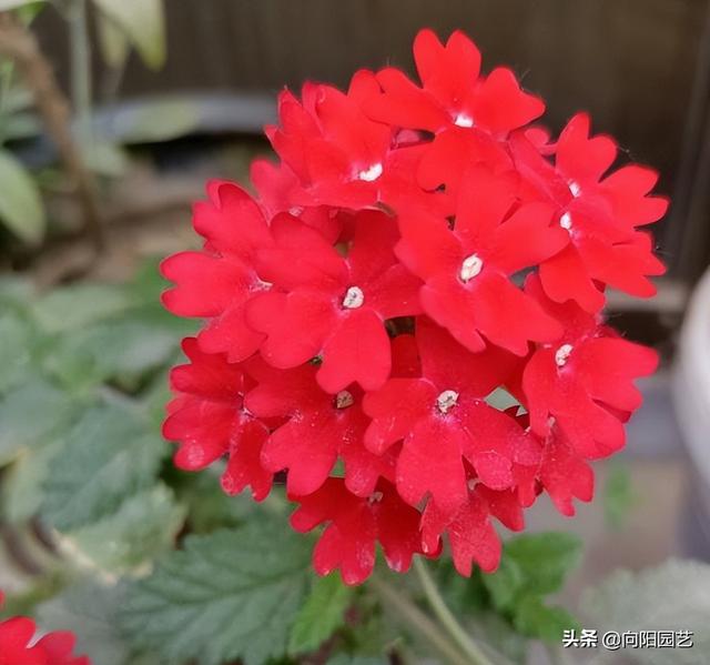 3种草花，堪称“开花劳模”，5月开到10月，大半年的花期，值得养