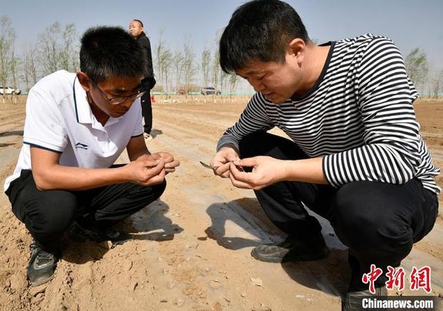 节水增收！新疆兵团大面积推广“干播湿出”棉花种植技术