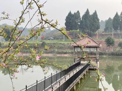 百名记者进百村｜蓬溪县三凤镇书楼村：依托农业产业一体化大环线布局多元化产业相关新闻