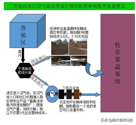 牧草养猪技术你想知道的都在这里了，建议收藏