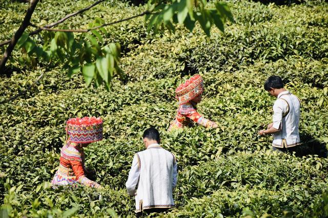 「丽江热线」种植茶叶1.2万亩，茶农增收910万元……丽江这里的村民走上致富路