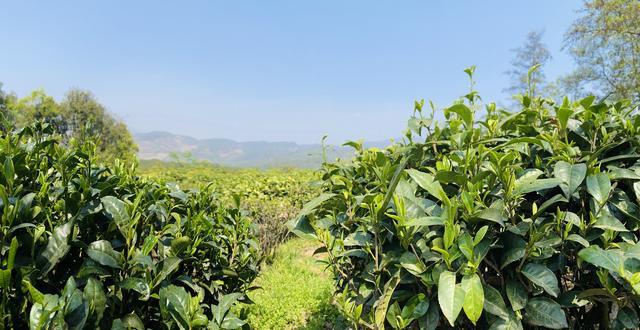 「丽江热线」种植茶叶1.2万亩，茶农增收910万元……丽江这里的村民走上致富路