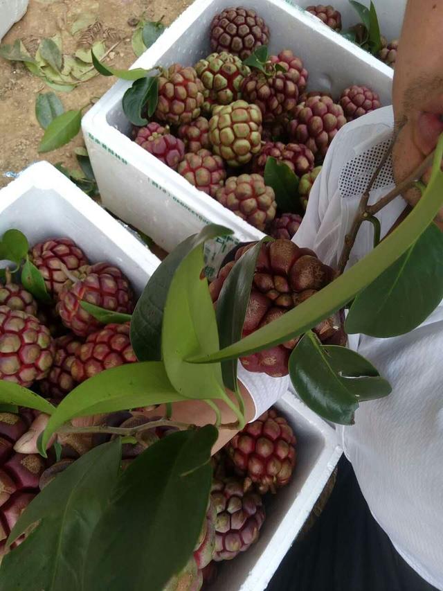 布福娜黑老虎的栽培技术