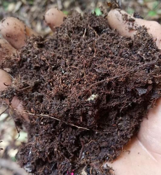 黄泥茉莉花，换盆就用“这种土”，不花钱养分足，每次开花都爆盆