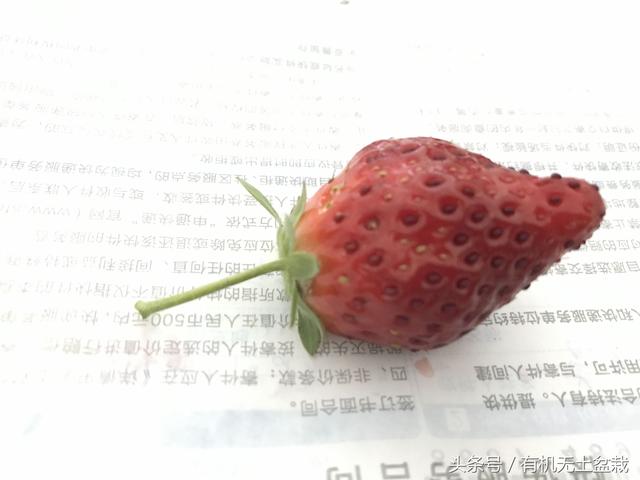 想一年四季吃草莓太容易了，只需几粒种子就能解决了