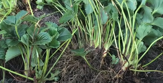 12月在阳台种盆草莓吧！不用草莓苗也能种，现在种下春节吃草莓