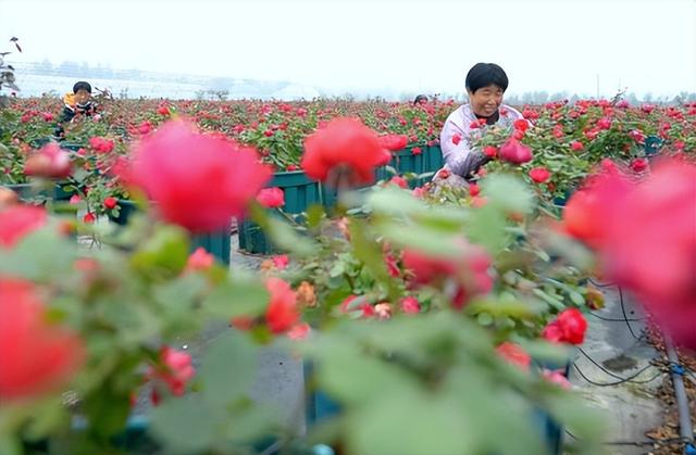 为什么自己种的玫瑰花不够好看？需要控制和调控玫瑰花蕾的开放