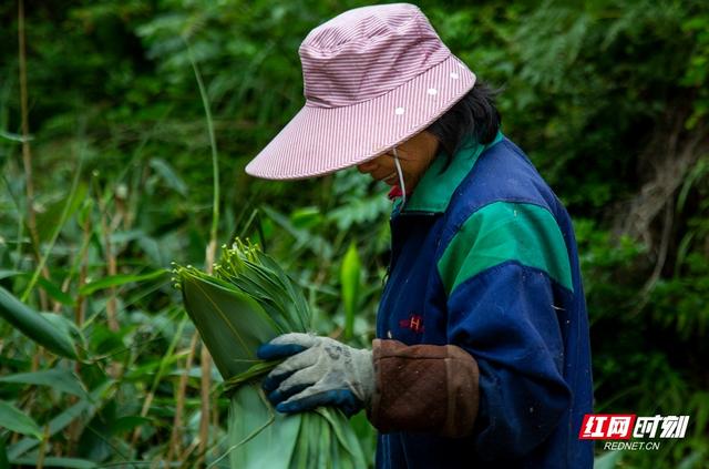 南方人喜欢用“箬叶”包粽子，大家认识吗？