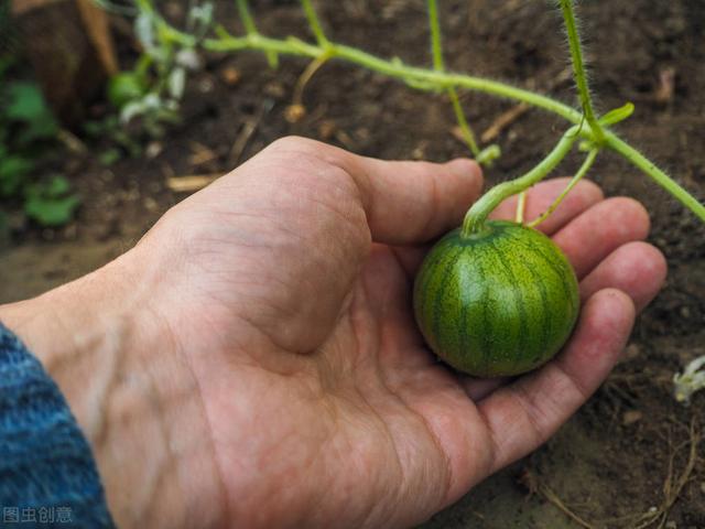 早春苋菜茄子、小西瓜，延秋辣椒，高产高效栽培模式