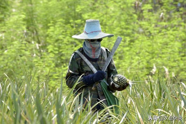 详细介绍菠萝优质丰产栽培技术，为菠萝种植提供参考！一起看看