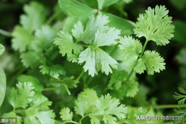 史上最全面的香菜种植技术大全，看了不后悔