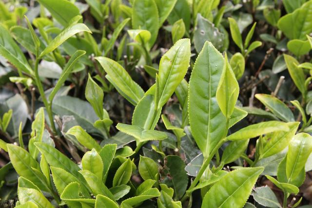 茶树良种无性繁育技术，做好母树培育和苗圃管理，促进茶树的生长