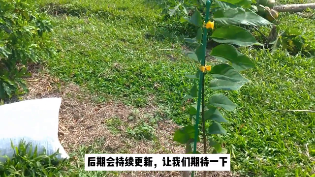 种植释迦果树，想要硕果累累，就要学会从苗期开始打造完美...