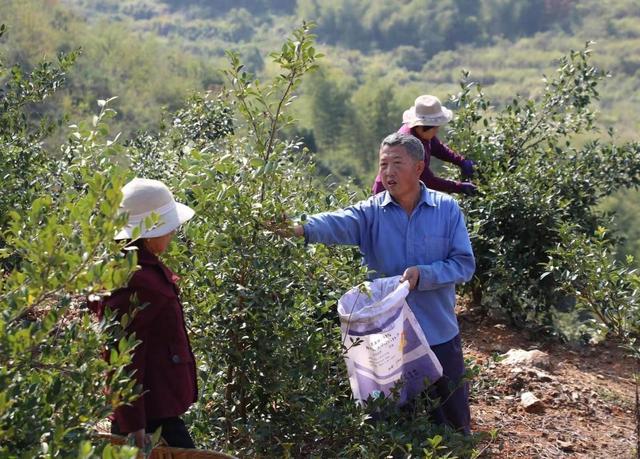 通山：正是油茶丰收时