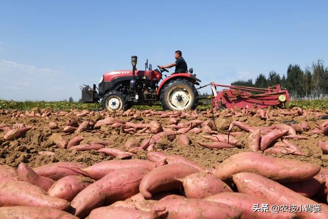 红薯怎样施肥浇水才能结得多产量高？重点抓好“3肥”和“4水”