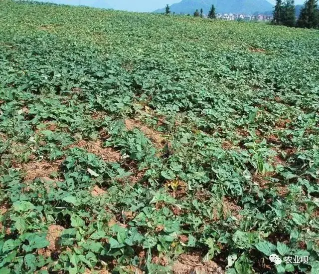 红薯栽插几个实用技巧，促控结合高产关键，庭院阳台栽植有惊喜