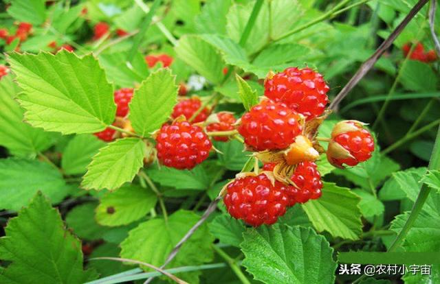 覆盆子怎样种植种植栽培好呢？总结下……