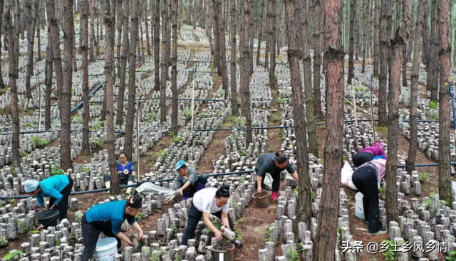 这5种蔬菜在树下栽培，不仅长得好，还是市场的宠儿，价高又俏销