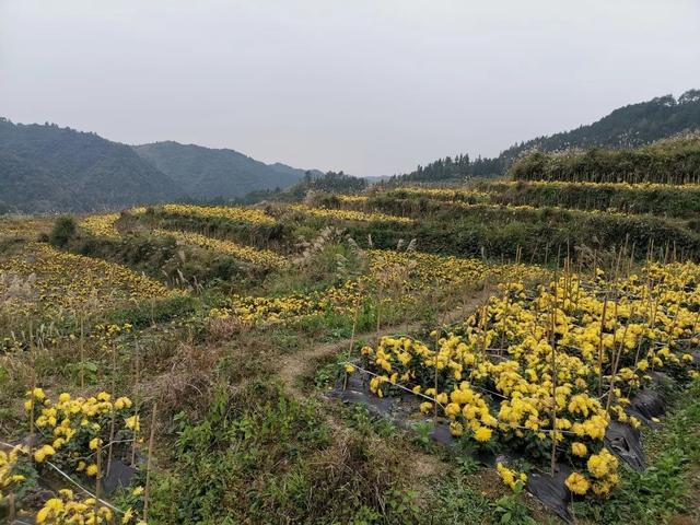 专家公布了最新农村耕地方案，10月务农种植可申请3项补助？须知