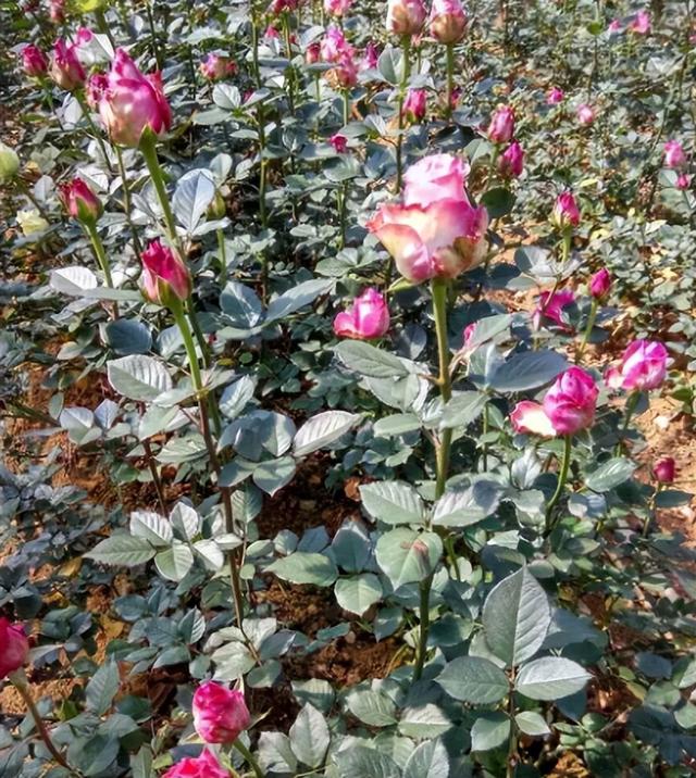 为什么自己种的玫瑰花不够好看？需要控制和调控玫瑰花蕾的开放