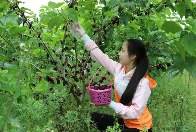 高产桑果种植的方法详细步骤