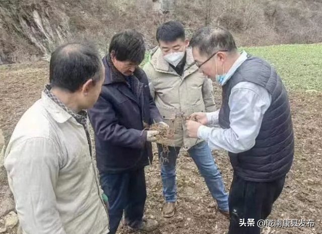 【“三个共同”促振兴】三河坝镇：种植绞股蓝 致富有奔头