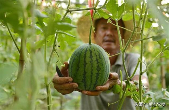 《看三农长知识》西瓜露地棚架式种植技术，不妨一看