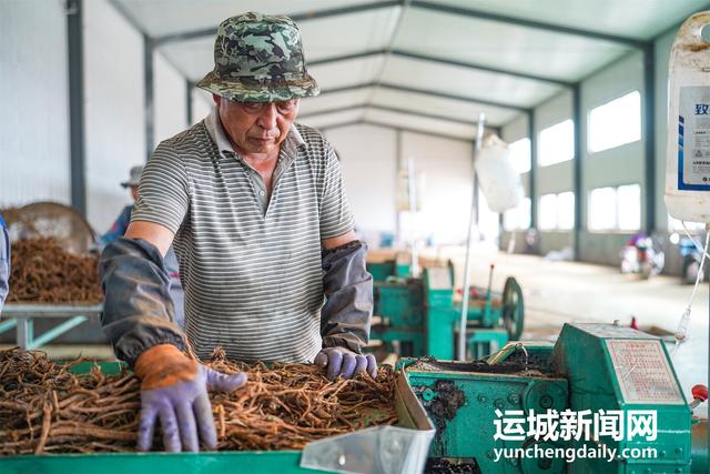 运城万荣：中药材加工忙