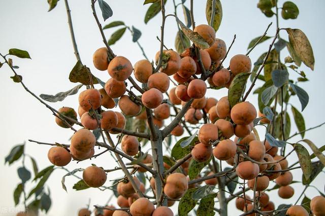 3种好养的“观果植物”，家里养一盆，果子好几个月不落