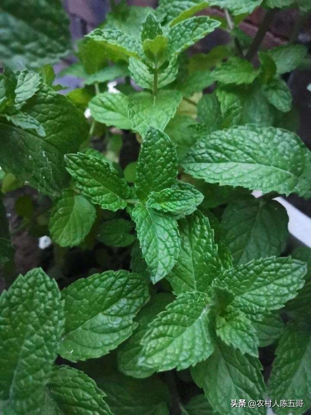 薄荷栽培先选好合适的种植地，技术技巧都在这，你只管努力就能成