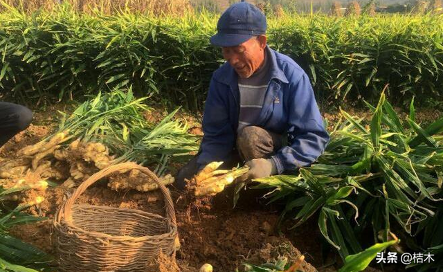 3个坑人的种植项目，种好再回收都是假的，一定要谨慎选择