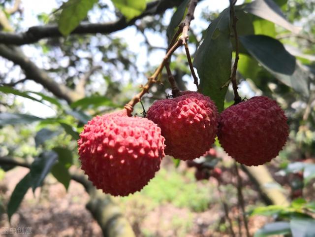 农村种植荔枝的栽培管理、病虫害防治，高效技术要果农要掌握？