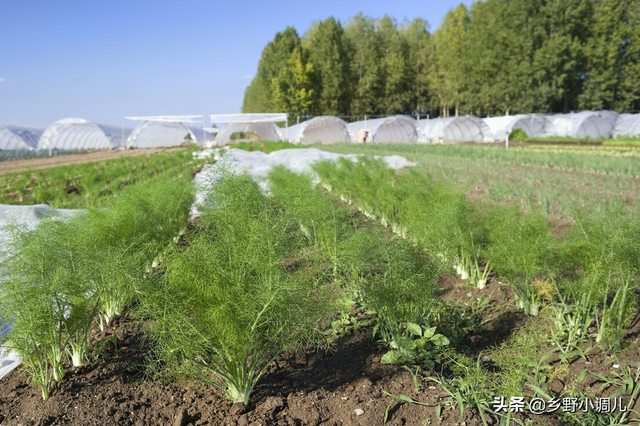 茴香的种植方法？