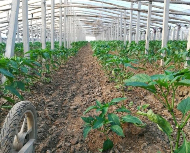 种植甜椒，菜农最怕根坏死棵，预防灌根三步走，根系健壮产量高