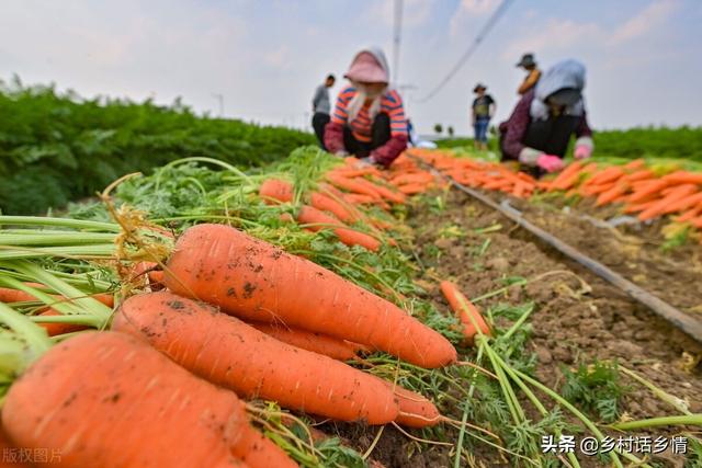 胡萝卜和萝卜快到种植时间了，先提前把这几点做好，个大又高产