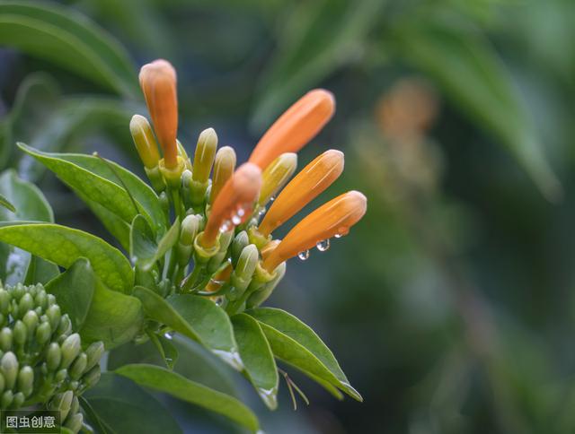 炮仗花进入花期，3步催出满盆“小鞭炮”，一开就是一整冬