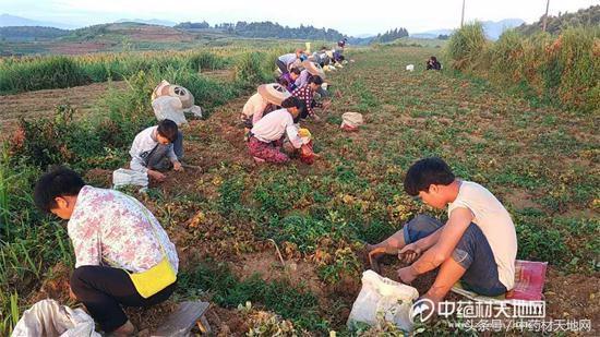 太子参产区持续高温 新货增多行情出现小幅下滑！