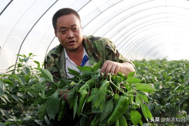 辣椒塑料大棚早熟栽培技术！提高塑料大棚辣椒种植水平