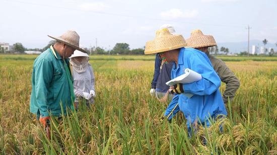 四代人“追着太阳去育种”