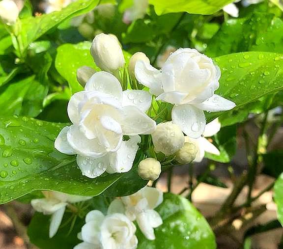 黄泥茉莉花，换盆就用“这种土”，不花钱养分足，每次开花都爆盆