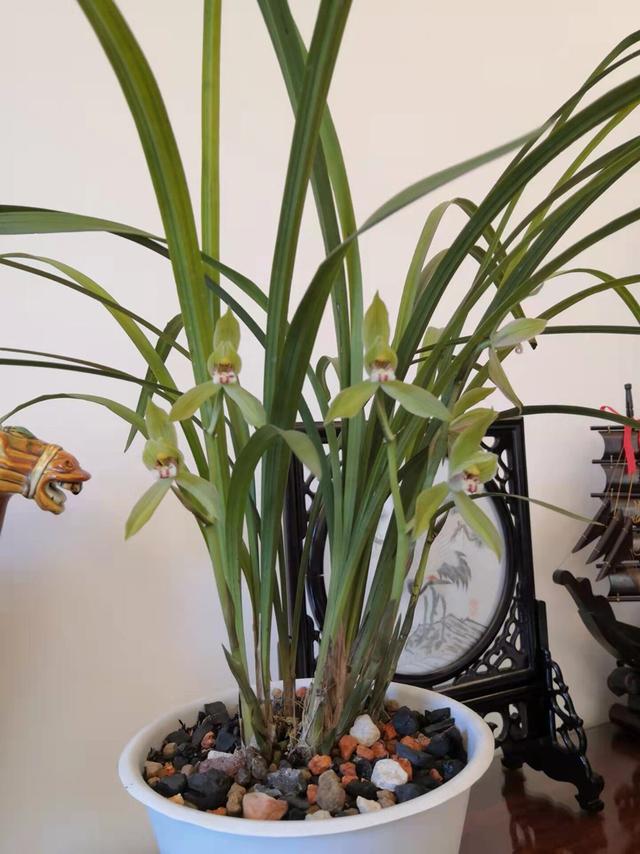 我找到了兰花植料的感觉，不同情况，不同的配方