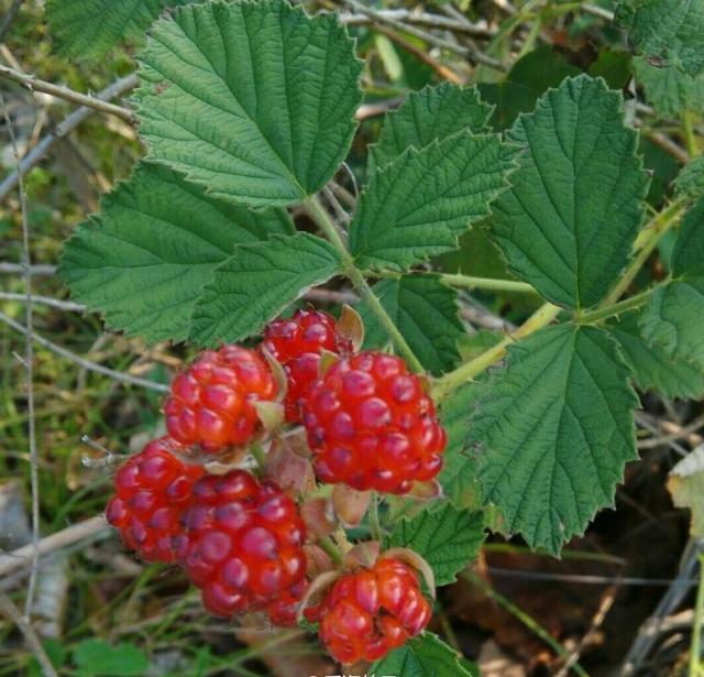 荒地里的“1种”野果子，人称“山莓”，碰到请珍惜，如今少见