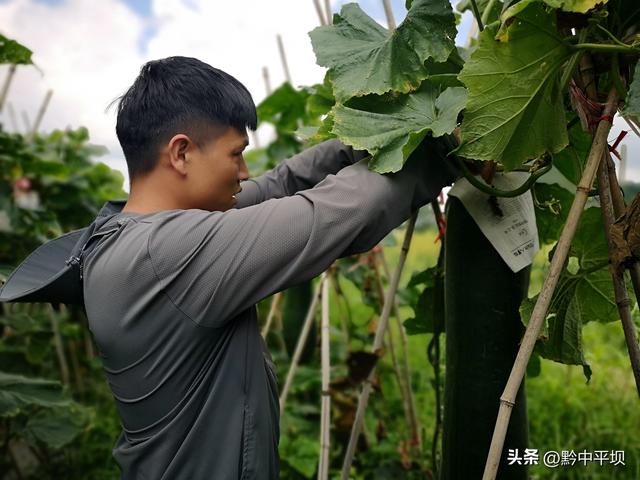 平坝区天龙镇：冬瓜基地整枝忙