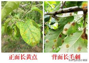 果树种植宝典-果树锈病怎么防治？啥时候防治？用哪种方法防治？什么药能防治？