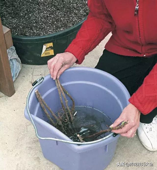 用这些技巧栽种覆盆子，在院子里养就能每年结果