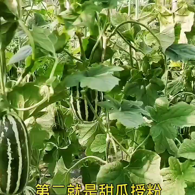 甜瓜种植，做好两点，不僵果不裂瓜！增收增产。#三农