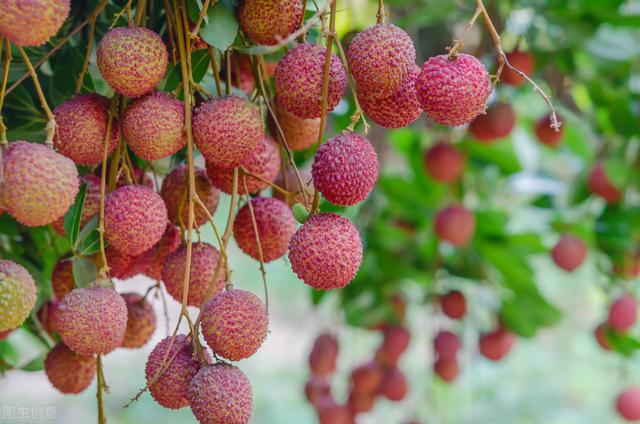 农村种植荔枝的栽培管理、病虫害防治，高效技术要果农要掌握？