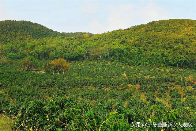 男子种植芒果有妙招，反季节上市大赚一笔，年销售额高达3000万！