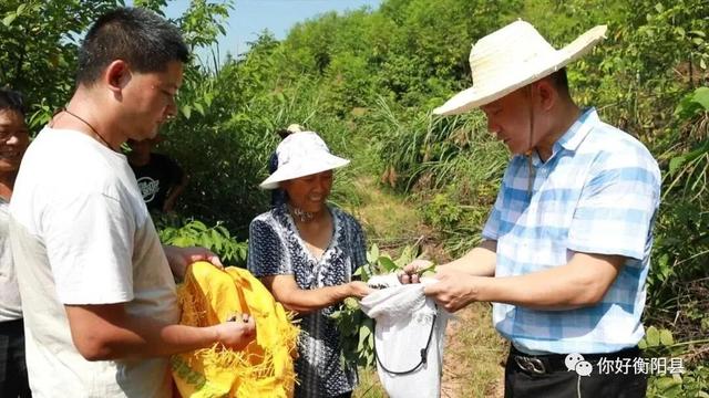 荒山上种山胡椒，衡阳县一偏远山村年入百万